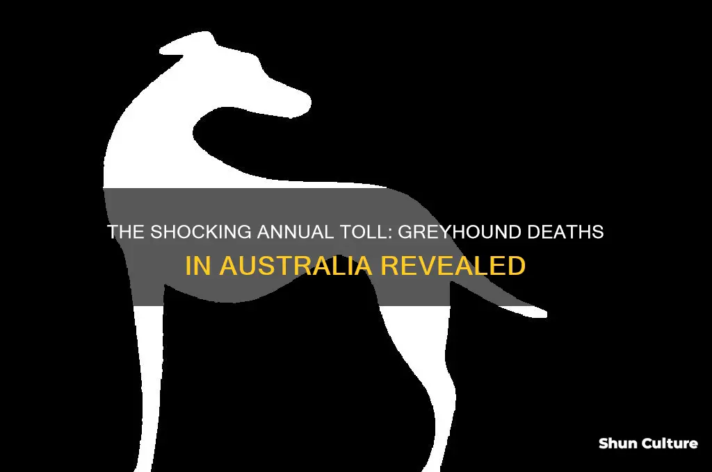 how many greyhounds are killed each year in australia
