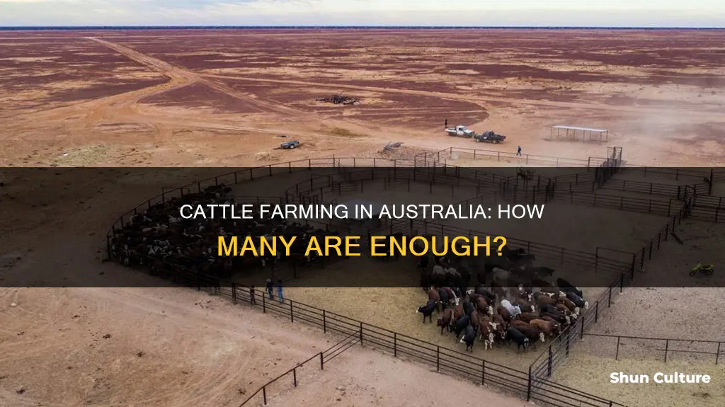 how many head of cattle to make a living australia