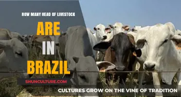 Brazil's Livestock Numbers: A Comprehensive Overview of Cattle Population