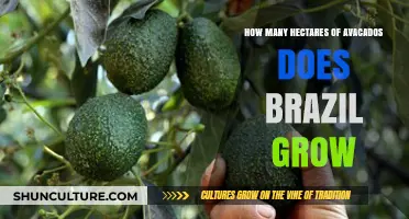 Brazil's Avocado Cultivation: Exploring Hectares of Green Gold Growth
