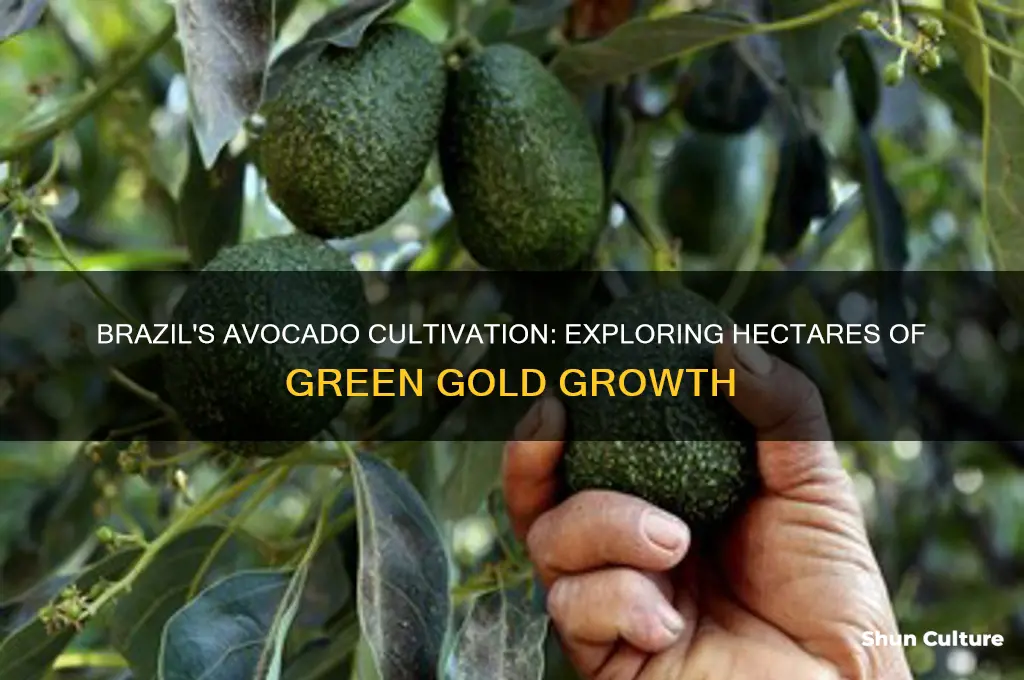 how many hectares of avacados does brazil grow