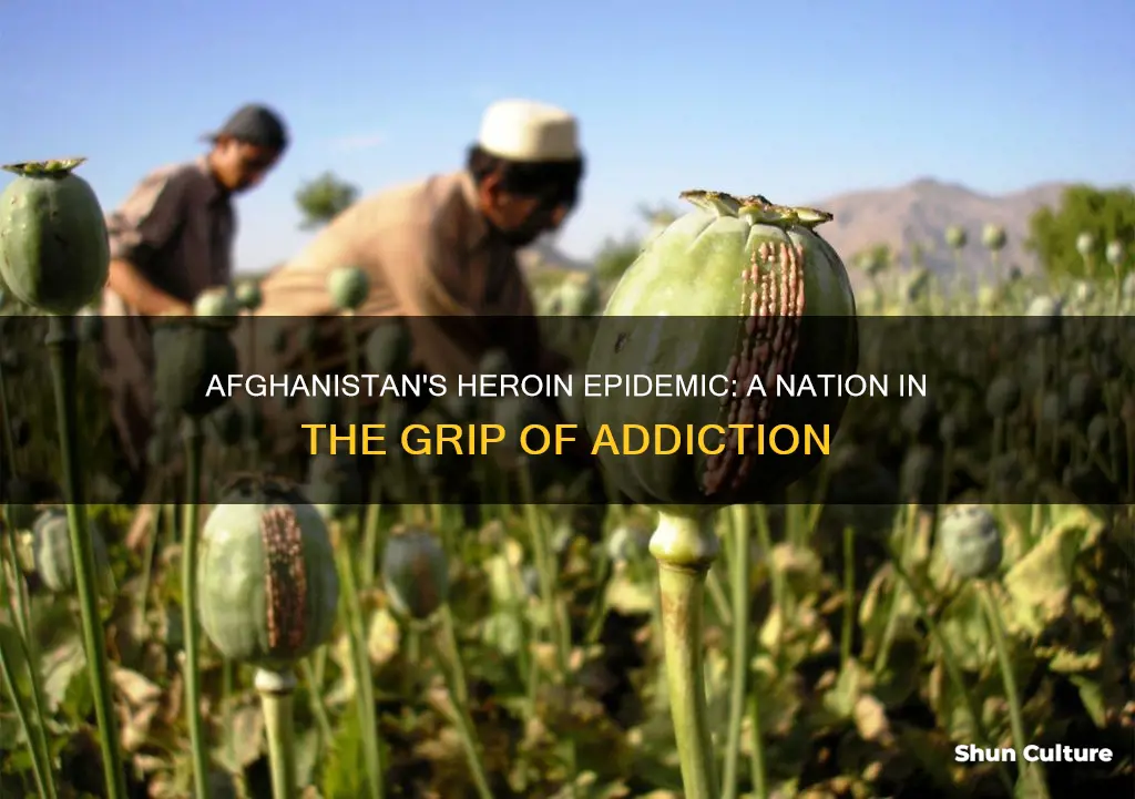 how many heroin addicts in afghanistan