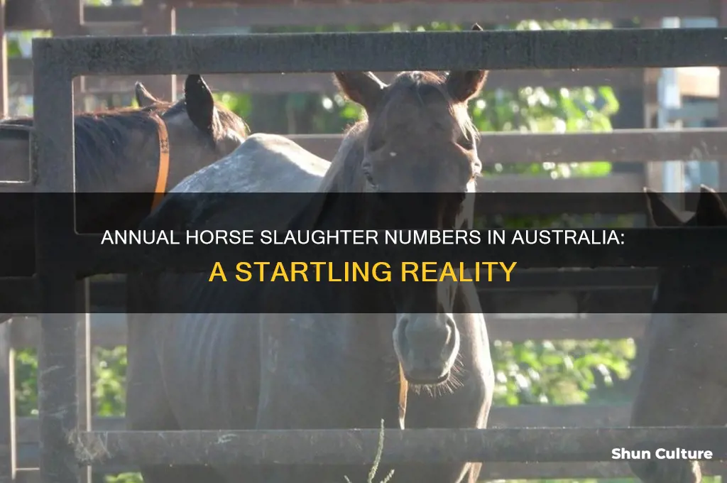 how many horses are slaughtered each year in australia