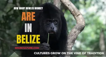 Belize's Booming Howler Monkey Population