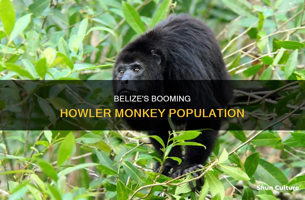 how many howler monkey are in belize