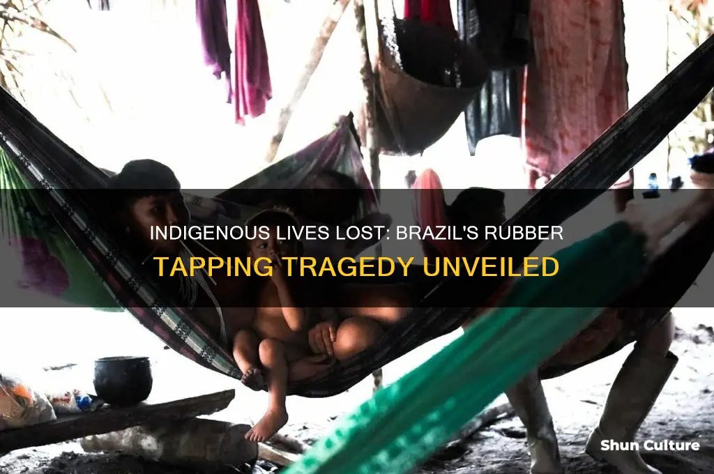 how many indigenous people perished in brazil during rubber tapping