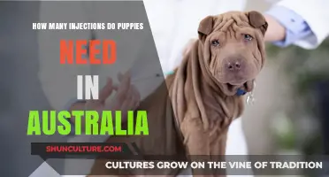 Essential Puppy Vaccination Schedule: Injections Needed in Australia