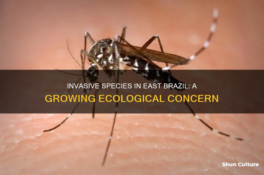 how many invasive species in east brazil