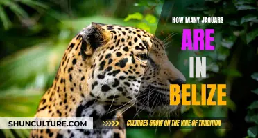 Belize's Wild Jaguars: A Threatened Treasure