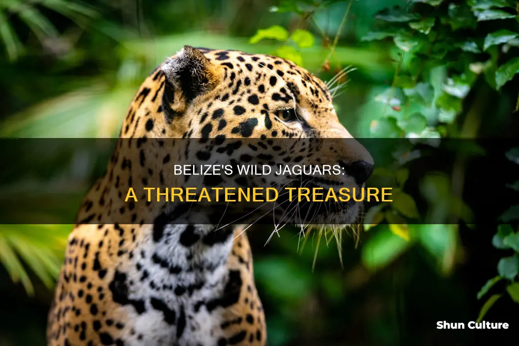 how many jaguars are in belize