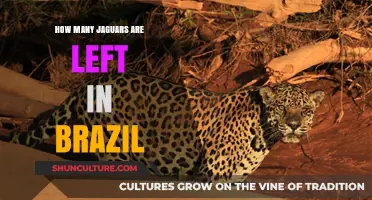 Brazil's Jaguars: Current Population and Conservation Efforts Revealed