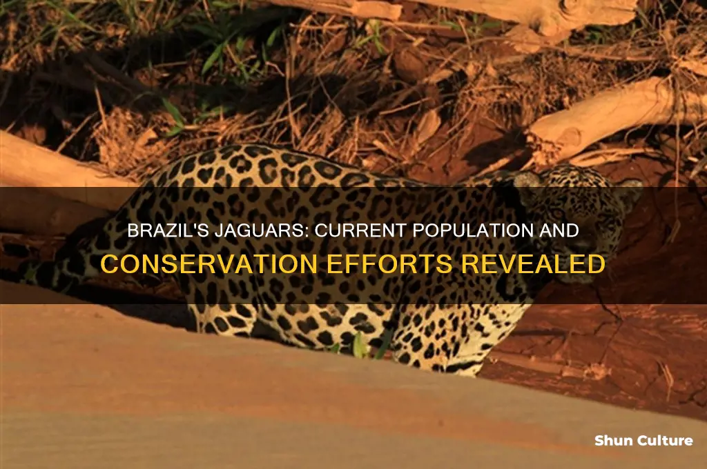 how many jaguars are left in brazil