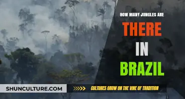Exploring Brazil's Lush Jungles: A Comprehensive Count and Overview