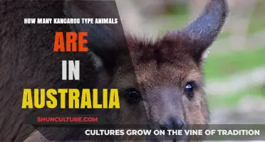 Exploring Australia's Unique Kangaroo Population