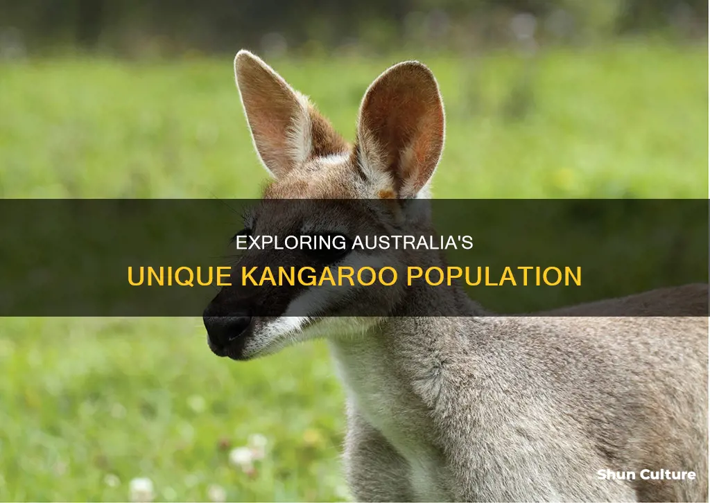how many kangaroo type animals are in australia