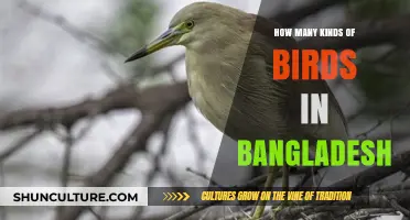 Exploring Bangladesh's Avian Diversity: Types of Birds Found in the Country