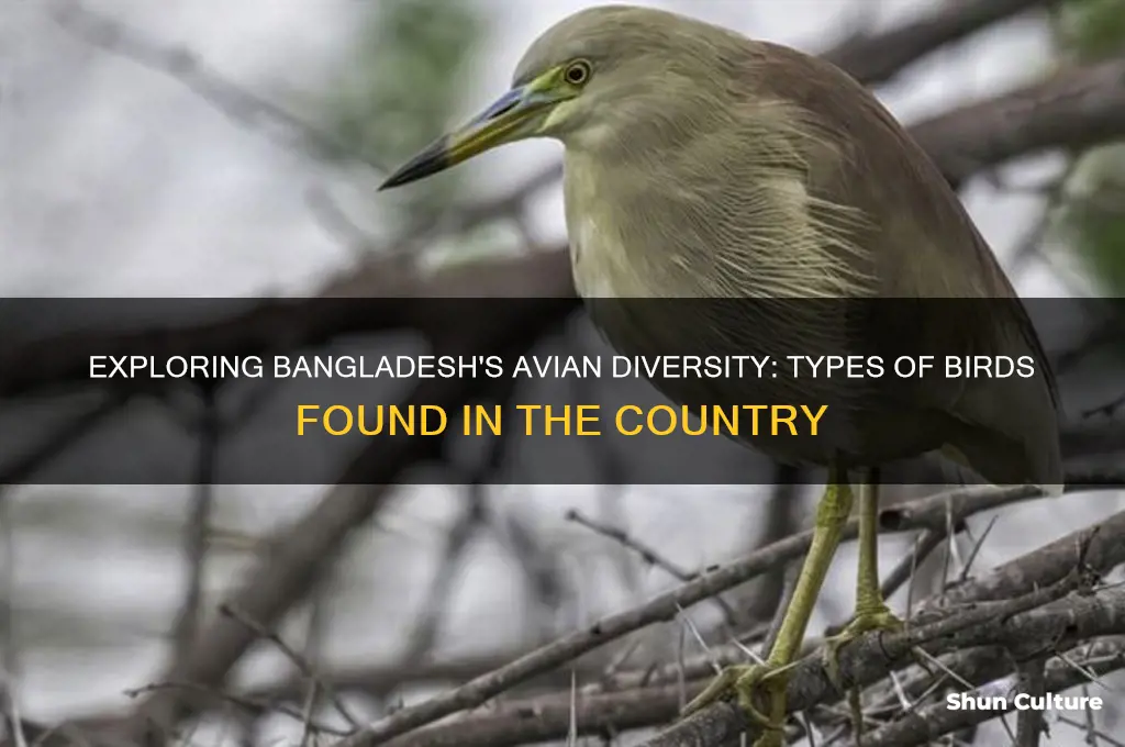 how many kinds of birds in bangladesh