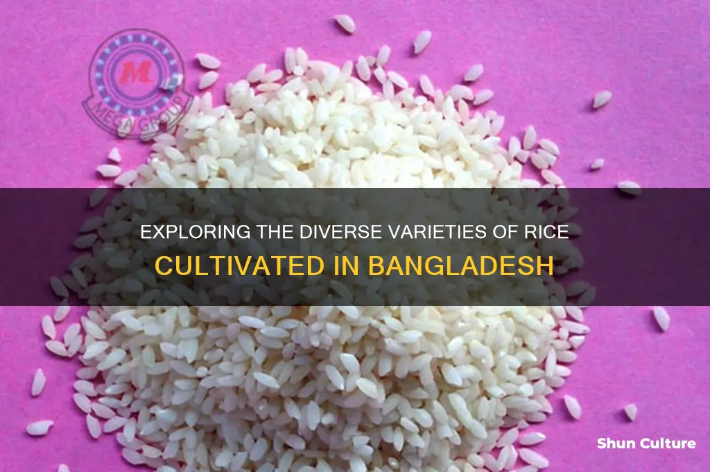 how many kinds of rice in bangladesh