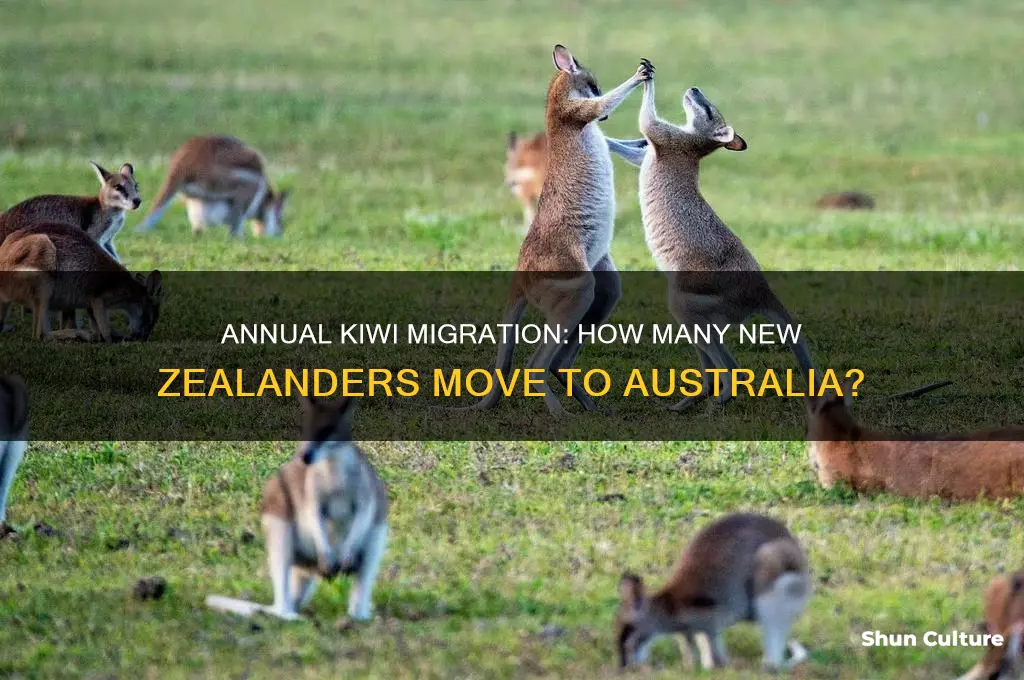 how many kiwis migrate to australia each year