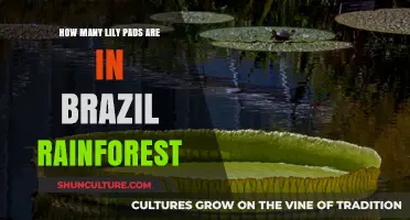 Exploring Lily Pad Populations in Brazil's Lush Rainforest Ecosystem
