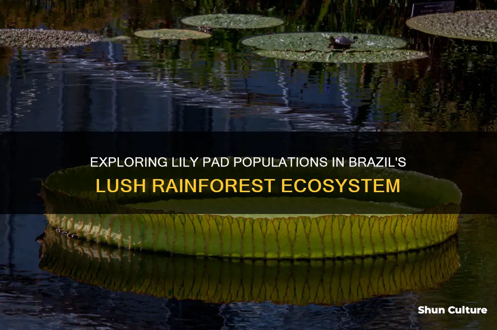 how many lily pads are in brazil rainforest