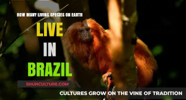 Exploring Brazil's Biodiversity: A Haven for Earth's Living Species