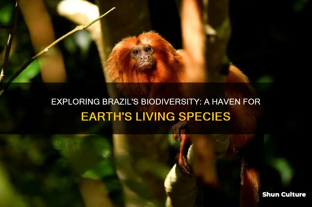 how many living species on earth live in brazil