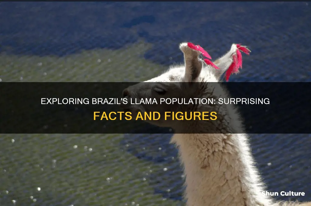 how many llamas are in brazil