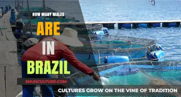 Exploring Brazil's Male Population: A Comprehensive Demographic Overview