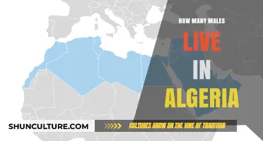 Exploring Algeria's Male Population: Insights and Statistics Revealed