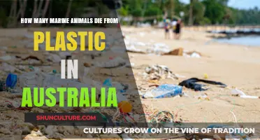 Plastic Pollution: Killing Australia's Marine Life