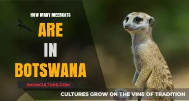 Exploring Botswana's Meerkat Population: Numbers, Habits, and Conservation Efforts
