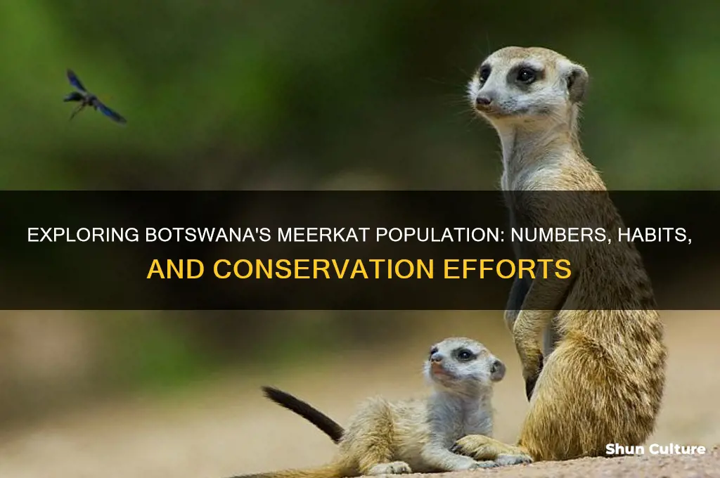 how many meerkats are in botswana
