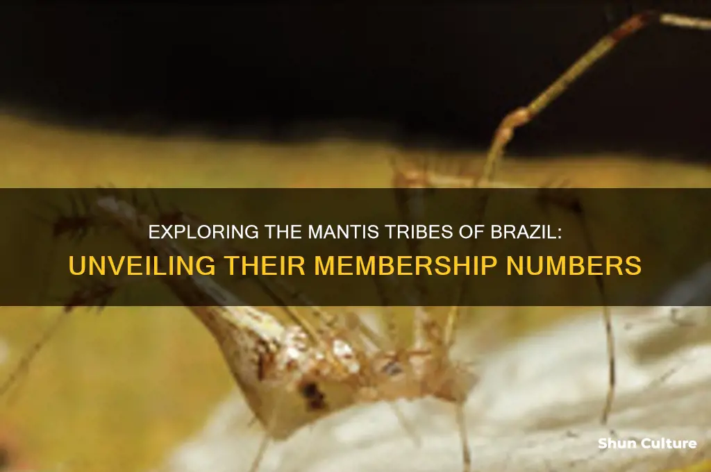 how many members are in the mantis tribes of brazil