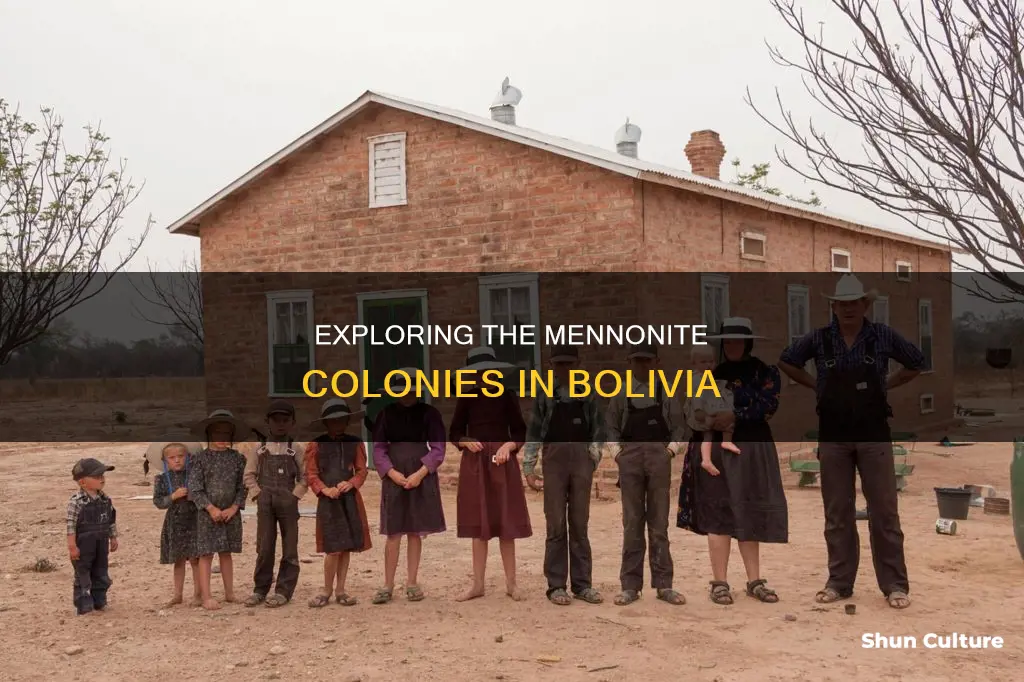 how many mennonite colonies are in bolivia