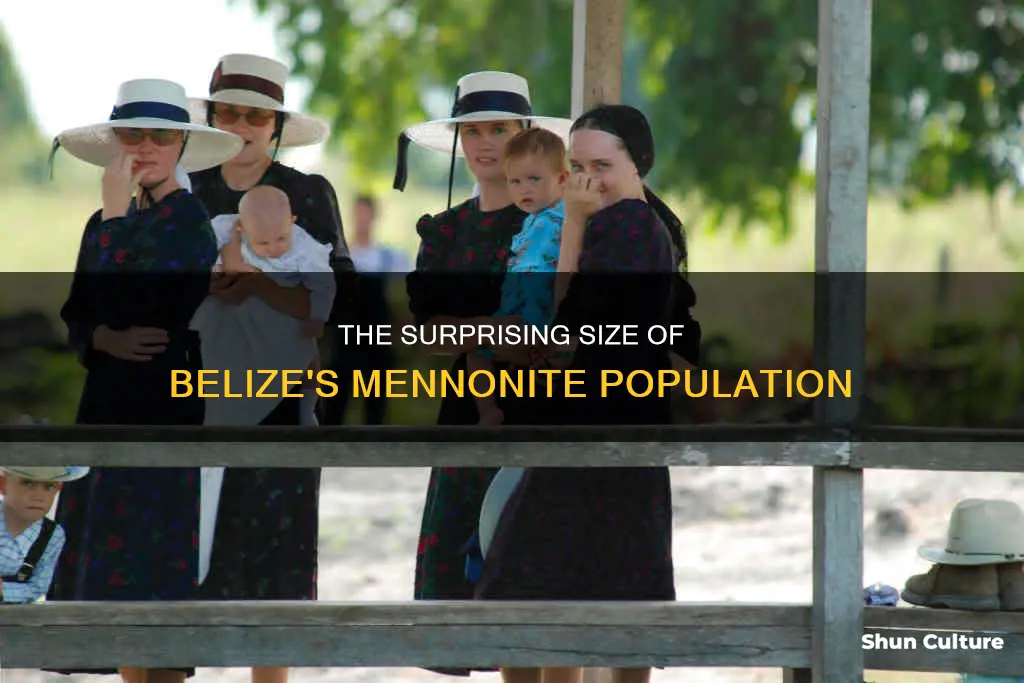 how many mennonites in belize