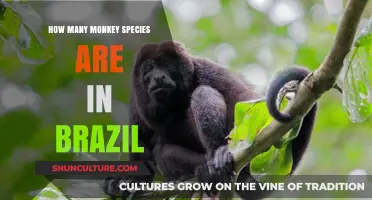 Exploring Brazil's Rich Biodiversity: The Fascinating World of Monkey Species