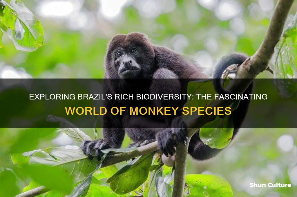 how many monkey species are in brazil
