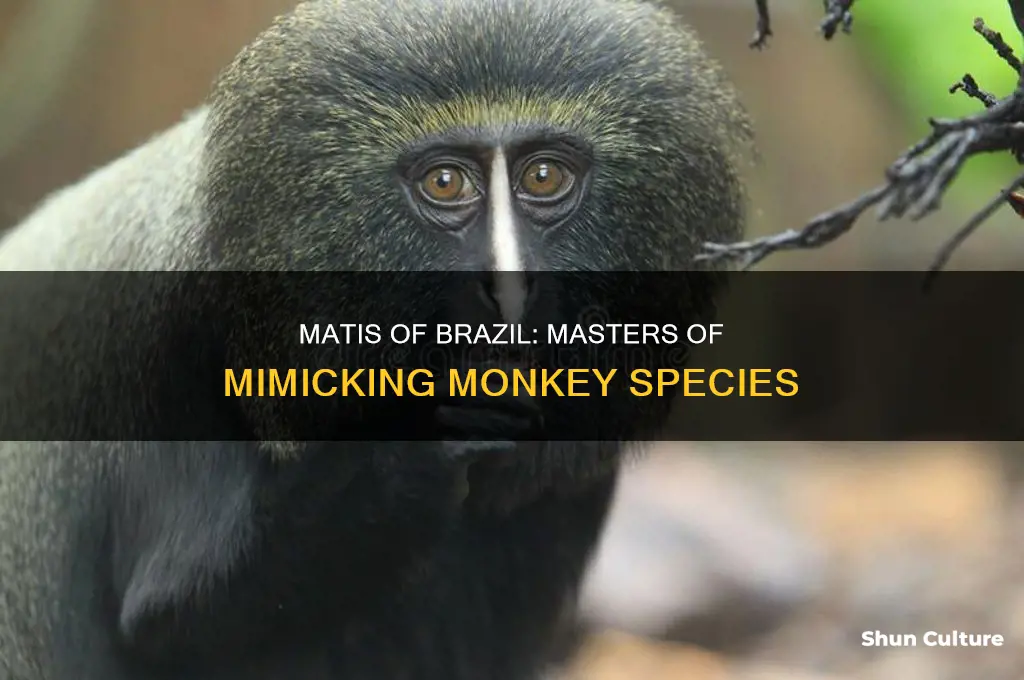how many monkey species can the matis of brazil imitate