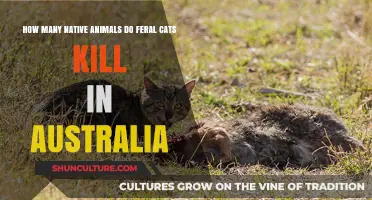 Feral Cats' Killing Spree: Australia's Native Animal Crisis