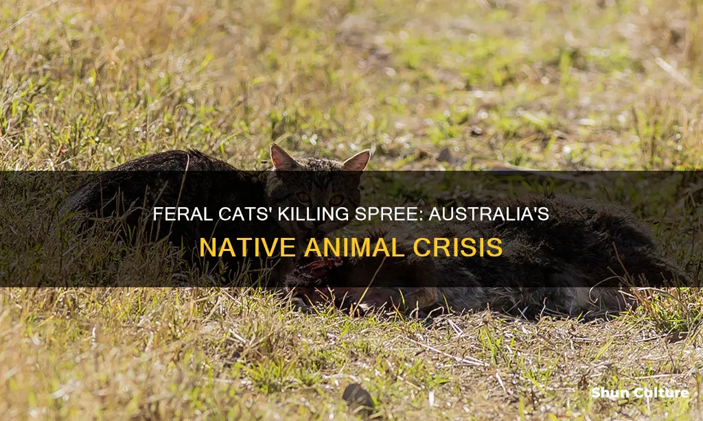 how many native animals do feral cats kill in australia
