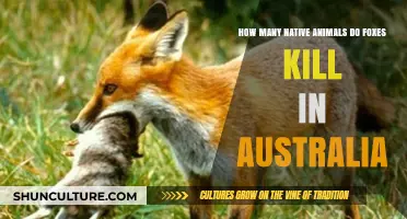 Foxes' Impact: Australia's Native Animals Under Threat