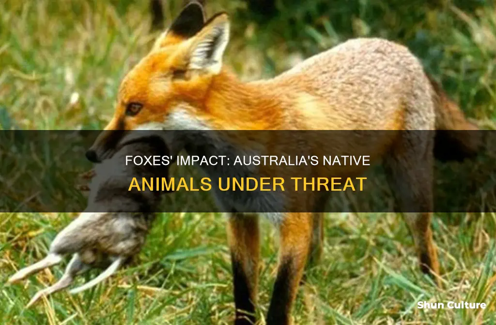how many native animals do foxes kill in australia
