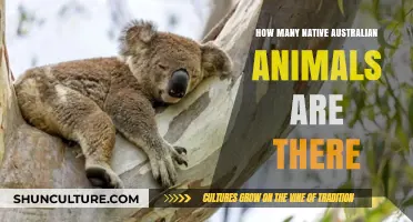 Discover Australia's Diverse Native Wildlife Species