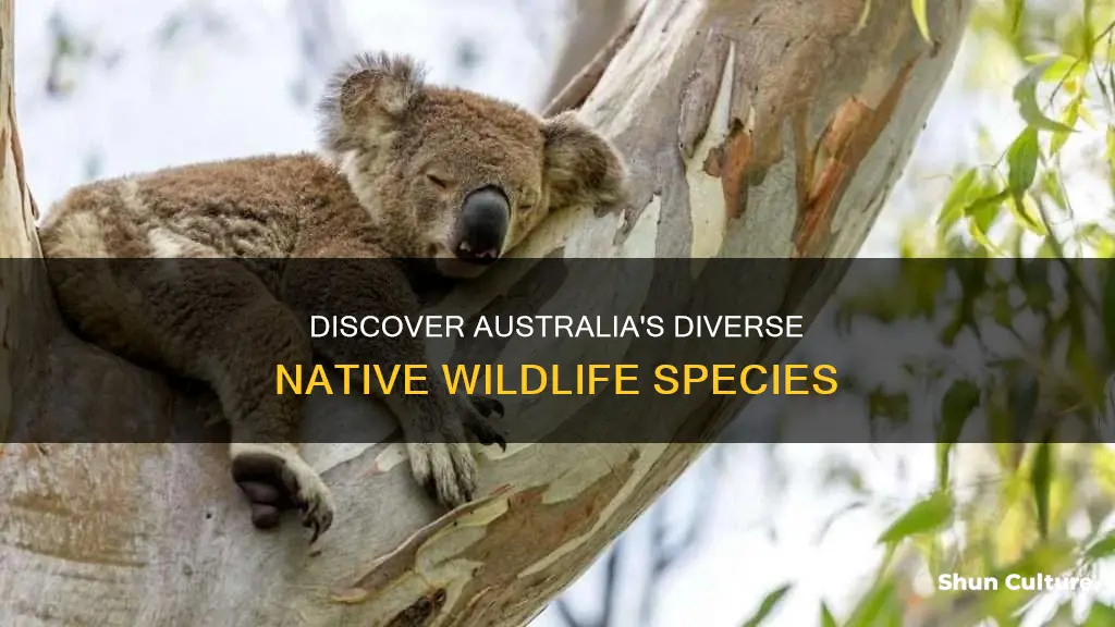 how many native australian animals are there