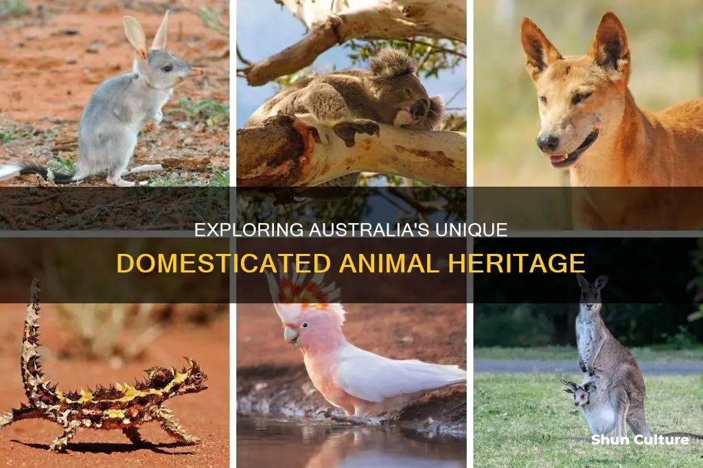 how many native domesticable animals came from australia