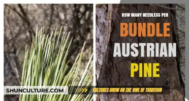 Unraveling the Mystery: Austrian Pine Needles and Their Bundles