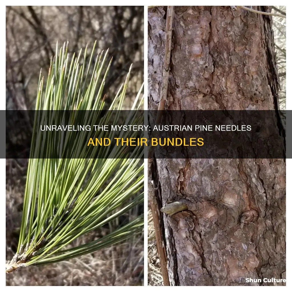 how many needless per bundle austrian pine