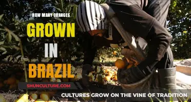 Brazil's Orange Production: Unveiling the Country's Citrus Bounty