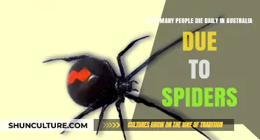 Deadly Spiders: Australia's Daily Death Toll